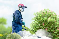 Обработка сада от паразитов - необходимые меры и их регулярность  в Коломне