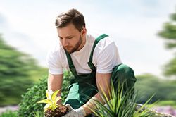 Озеленение и городское благоустройство, создание комфортной среды  в Коломне