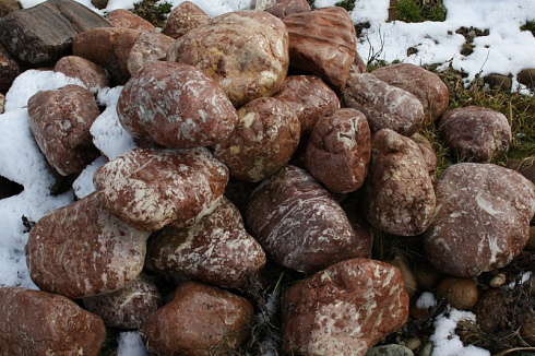 Kamenclub.ru: Розовый валунчик фр.100-300 мм.  купить в Коломне крупный природный камень розовый, серый молочный красный речной галечник природный 7850 руб/т   фото КАМЕНЬ КЛУБ