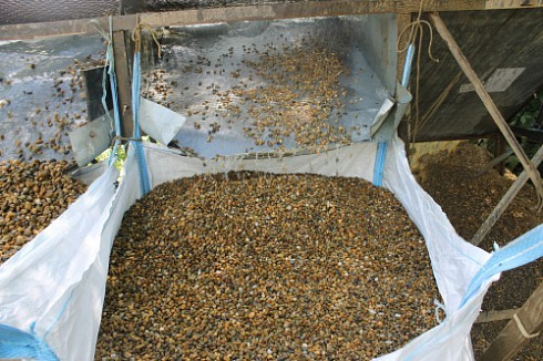 Kamenclub.ru: Галька окат (серо-желтая) фр.10-20 мм. купить  в Коломне галька серо-желтая, рыжая, серый речная окатанная округлая галька 5000 руб/т   фото КАМЕНЬ КЛУБ