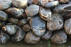 Kamenclub.ru: Валунчик Паутинник фр.100-300 мм  купить в Коломне крупный природный камень галечник темно-серый с прожилками белый черный речной валунчик 5000 руб/т   фото КАМЕНЬ КЛУБ