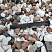 Kamenclub.ru: Мраморная крошка (щебень крошка микс : белый-черный-розовый) фр. 20-40 мм.  купить в Коломне мрамор белый, черный, розовый декоративная ландшафтная крошка 12000 руб/т   фото КАМЕНЬ КЛУБ