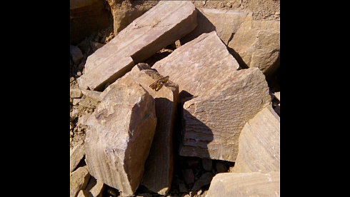 Kamenclub.ru: Песчаник пластушка желтый с рисунком (4-6 см)  купить в Коломне плитняк пластушка желтый с рисунком песчаник 9 000 руб/м3   фото КАМЕНЬ КЛУБ