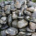 Kamenclub.ru: Валунчик Паутинник фр.100-300 мм  купить в Коломне крупный природный камень галечник темно-серый с прожилками белый черный речной валунчик 5000 руб/т   фото КАМЕНЬ КЛУБ