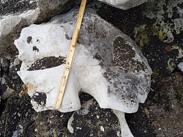 Kamenclub.ru: Выветренный известняк со мхом фр. 100-500 мм.  купить в Коломне известняк серый белый зеленый валун известняковый крупный 10000 руб/т   фото КАМЕНЬ КЛУБ