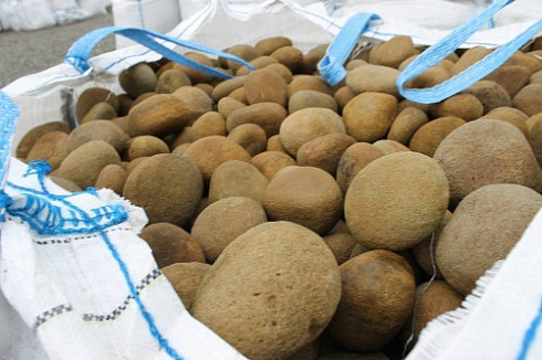 Kamenclub.ru: Песчаник ядра, фр. 100-300 мм  купить в Коломне песчаник бежевый серый рыжий речная галька 5 000 руб/т   фото КАМЕНЬ КЛУБ