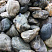 Kamenclub.ru: Речной валун Кабанчик фр.300-500 мм.  купить в Коломне крупный природный камень галька серый, темно-серый речной валун галечник масштабный 7000 руб/т   фото КАМЕНЬ КЛУБ