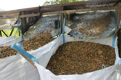 Kamenclub.ru: Галька окат (серо-желтая) фр.10-20 мм. купить  в Коломне галька серо-желтая, рыжая, серый речная окатанная округлая галька 5000 руб/т   фото КАМЕНЬ КЛУБ