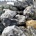 Kamenclub.ru: Черный гранит - кварцит фр. 100-500 мм.  купить в Коломне мрамор гранит черный с белыми прожилками, серый, белый валун скальный колотый 7000 руб/т   фото КАМЕНЬ КЛУБ