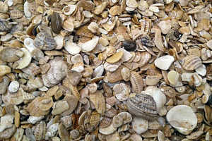 Морская ракушка фр. 5-20 мм  купить в Коломне фото Камень Клуб